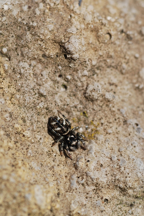 Salticus scenicus - A.JPG - Salticus scenicus - Cotswolds